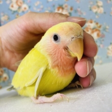 かわいすぎコザっち🌼 輝くゴールデン❢❢✨手乗りコザクラインコ(ゴールデンチェリー)🌟