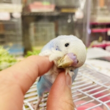 懐こく甘えんぼ❤︎ˊ꒳​ˋ* 手乗りセキセイインコ(スカイブルーオパーリン)🩵💠