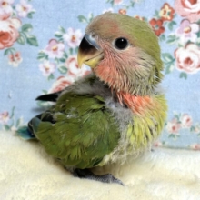 コザクラインコ  ノーマル  ‪💚☘️🍏🍃🍎‪