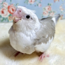 オカメインコ  ホワイトフェイスシナモンパイド  ‎🤍‎🍪🍩*.+゜