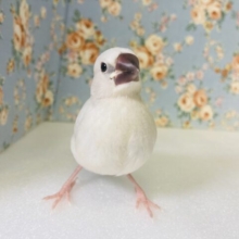 最新画像🌟モチモチ餅文鳥❤︎*ˊᵕˋ かわいいシルバー文鳥のヒナちゃんです🫧