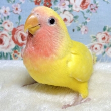 コザクラインコ  ルチノー  💛🍎💛
