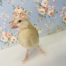 最新画像🌟人気な理由がひと目で🧡✨シナモン文鳥のヒナちゃんです🌼