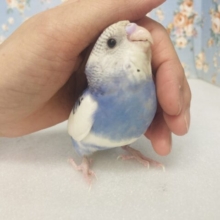 愛おしい💟 わんぱくインコちゃん❤︎*ˊᵕˋ 手乗りセキセイインコ(バイオレットオパーリンパイド)🫧