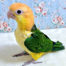 シロハラインコ  男の子   🧡･.｡*･.｡*‎🧡‬
