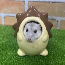 まるで豆大福！パールホワイトハムスター入荷しました！