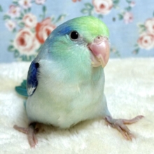 マメルリハ  ターコイズコバルトパイドブルー  男の子 ‪ 🍏🦋*.+゜