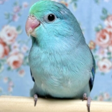 マメルリハ  ターコイズエメラルドブルー   男の子  🍀🦋