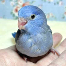 マメルリハ  コバルトバイオレット  男の子  💙💐( ･θ･   )*.+