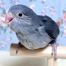 マメルリハ  ブラックモーブ  男の子  🎼💜