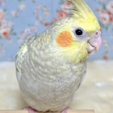 オカメインコ  シナモンパール  ☕️🌿.•*