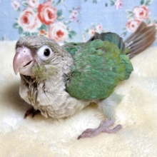 ウロコインコ（ホオミドリアカオウロコインコ）  ブルーシナモン 🦋☕️*.+゜