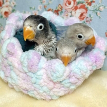 ボタンインコ  ブルー系  3羽  💙️🩵💚