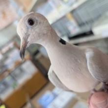 🌟最新画像🌟 のんびり行こうよ～🪽 ジュズカケバト