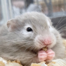 セーブルハムスター　グレーカラーのふわふわさん♪