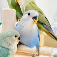 【最新画像更新🪄】幸せを運ぶよ🐥コザクラインコ（ブルーチェリー）