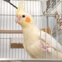 動画あり☆オカメさんへの歩み方を楽しみましょっ♫　オカメインコ　ルチノー〜〜
