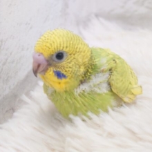 じつは、走るのが好きだったりするーー　セキセイインコ　スパングル～～