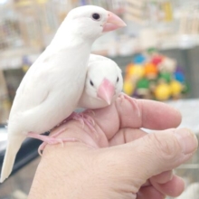 最新画像になります☆自由気ままに～～ちゃっちゃぁーーっ♫　白文鳥〜〜