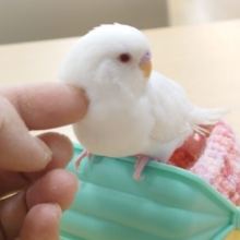 【最新画像更新🪄】冬がやって来た❄️ふわふわホワイティ⛄️セキセイインコ(アルビノ)