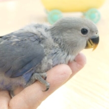 最新画像になります☆　めっちゃくちゃ笑顔が可愛いコっ♪　コザクラインコ　バイオレット～～