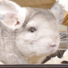 【動画更新🪄】チンチラのライン状の目って、なんか。。ｽﾃｷ☆よね？？　チンチラ　シナモン～～