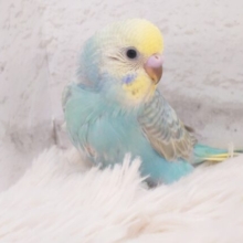 最新画像になります☆　寄り添って暖めてね♡セキセイインコ(レインボー) ヒナ