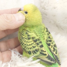 最新画像になります☆　あの子の見つめるその先に。。。セキセイインコ(オパーリン) ヒナ