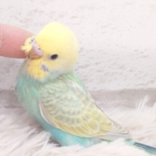 最新画像になります☆　お花畑にいるみたい💐ハッピーカラー♬*°セキセイインコ(パステルカラーレインボー) ヒナ
