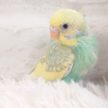 よじのぼる、ひと冒険のあとの笑顔が☆☆☆　セキセイインコ　パステルカラーレインボーパイド～～