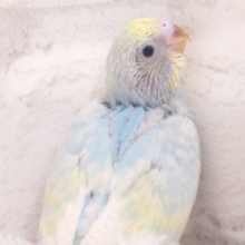 優しくふれてもらうと嬉しいって☆　セキセイインコ　パステルレインボー～～