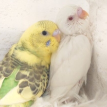 春と～冬とぉ～～の組み合わせ。。てきな？？　セキセイインコ　ハルクインあんどアルビノ～～