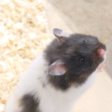 おしりが、上げた脚がぁ。。むちむち可愛らしいのです☆　トリコロールハムスター～～