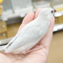 最新画像になります☆　手のひらが極上ベッド♫♪　シルバー文鳥～～
