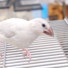 最新画像になります☆　でたっ！自由行動～☆彡　シルバー文鳥～～