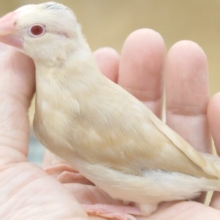 【動画更新🪄】最新画像になります☆　ほわわ〜ん🫧ほっこり暖まる♡　祝☆ヒナの食事、卒業間近☆彡 シナモン文鳥～～