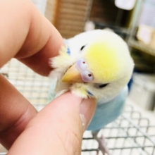 【最新画像更新☆☆】ド派手に目立つぜ～🌈　セキセイインコ