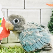 ひっさびさの～ボンちゃん♪♪　ボタンインコ