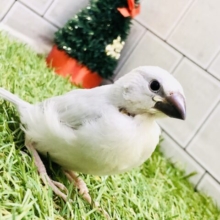 【最新画像更新☆☆】早い所では一面銀世界❄️？？　シルバー文鳥