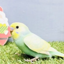 【最新画像更新☆☆】美人カラーさん♪♪　セキセイインコ