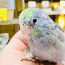 【最新画像更新☆☆】呪文的カラー嚙まずに言えるかな？？　　マメルリハインコ