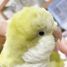 まん丸なお顔☺️ オキナインコ🍵（ダークSFパリドブルー）