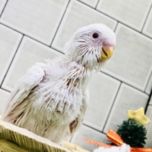活発！元気！おてんば！　セキセイインコ