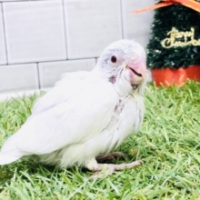 初入舎カラー？？　マメルリハインコ