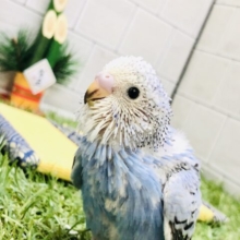 王道人気カラー！！　セキセイインコ