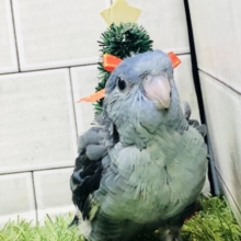 ガッチリムチムチ！？　サザナミインコ