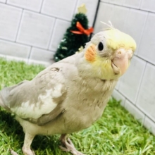 【最新画像更新☆】落ち着きのあるカフェオレカラー☕　オカメインコ