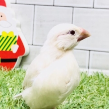 【最新画像更新☆☆】一言・・・レア！　シルバーイノ文鳥
