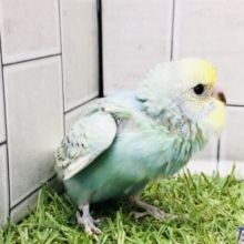 みんなメロメロ♪明るい虹をえがいて？？　セキセイインコ