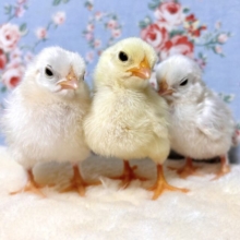チャボ  ヒヨコちゃんず3羽 誕生♡🐣ྀི🐣ྀི🐣ྀི